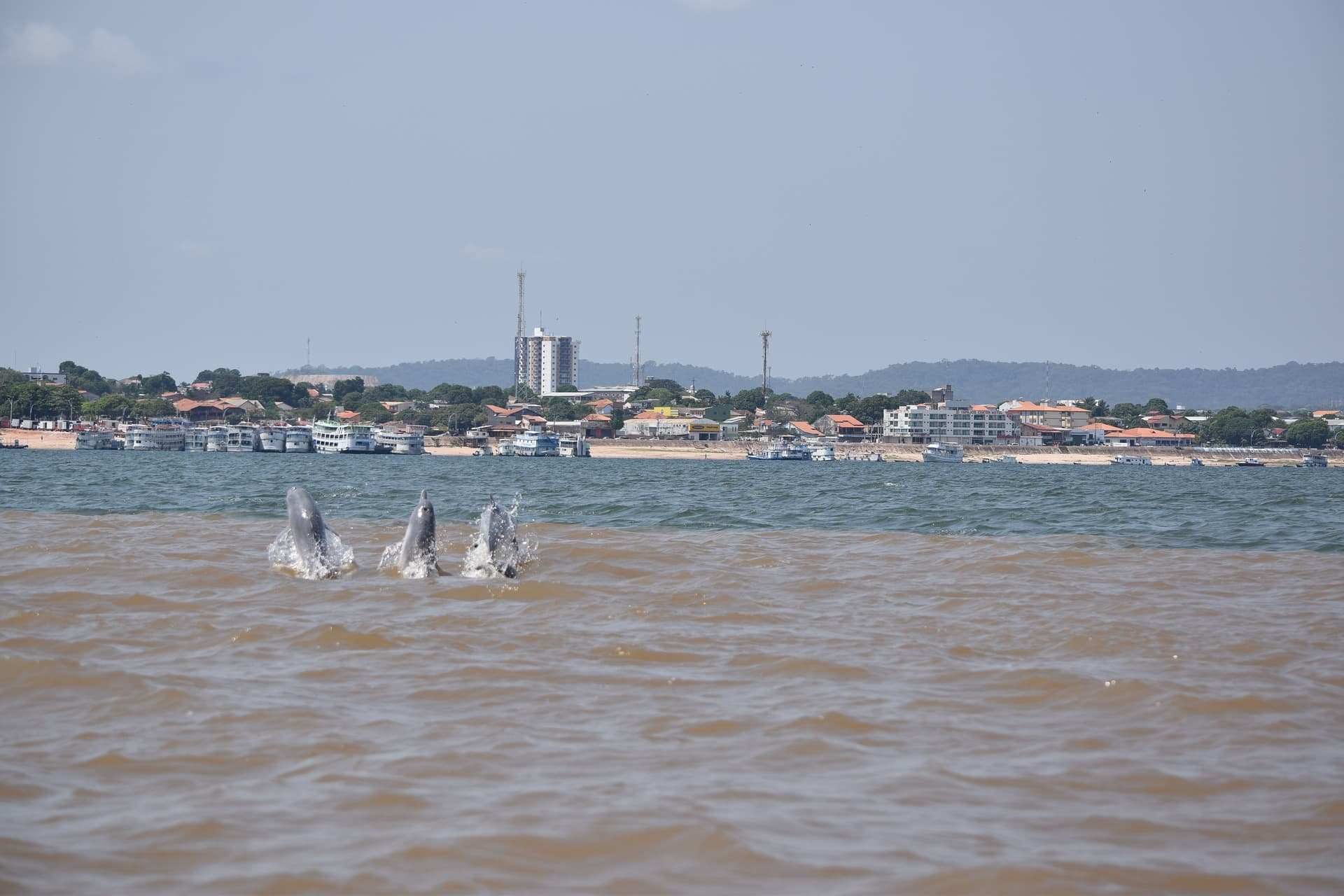 amazon rio dolphins